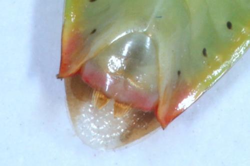 Réf. 335 309 : Elasmostethus minor